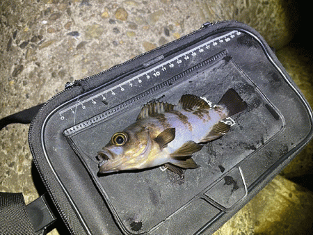 姫路で２０２０年釣り納めのメバリング(2020-13)