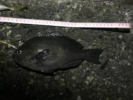 アオイソメのモジモジング