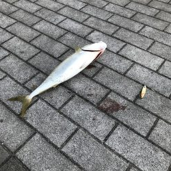 シーサイドコスモ