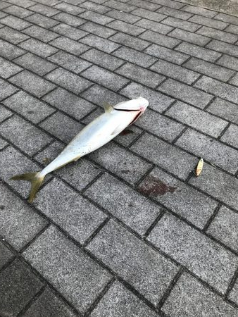 シーサイドコスモ