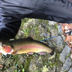 芥川マス釣り場