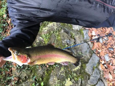 芥川マス釣り場