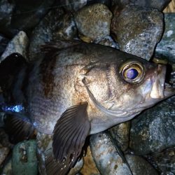 宮津で良型メバル