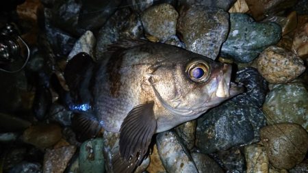 宮津で良型メバル