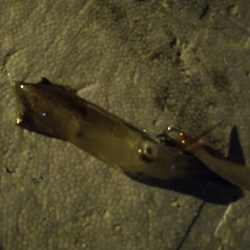 初めてのターゲット