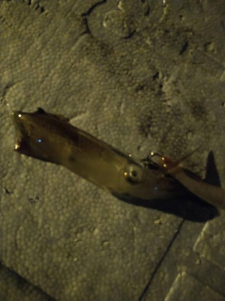 初めてのターゲット