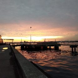 今年のシメはカサゴ君で