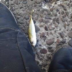 12/26釣果67センチメジロ！