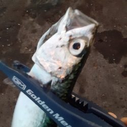 大潮３日目湾奥アジング