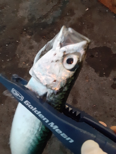 大潮３日目湾奥アジング