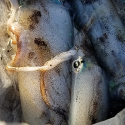 エギング青物　南はいいなぁ。