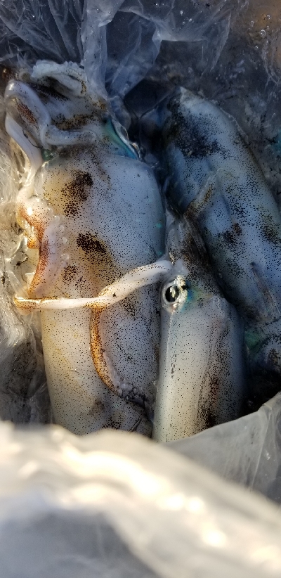 エギング青物　南はいいなぁ。