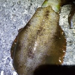 イカ　今季最大