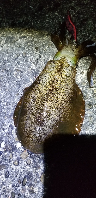 イカ　今季最大