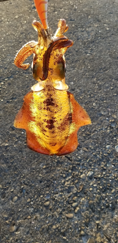 エギング 今年は終わりかな?