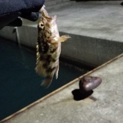 ライトゲーム　リール買い換え前の出撃