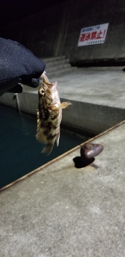 ライトゲーム　リール買い換え前の出撃