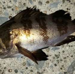 久しぶりのメバルも！