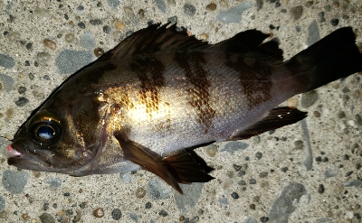 久しぶりのメバルも！