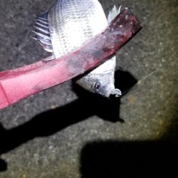 リール買い換え間に合わず、もう一度。