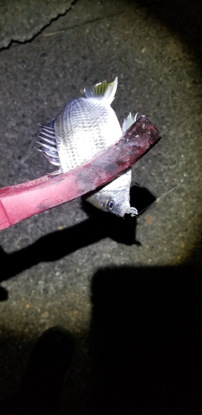 リール買い換え間に合わず、もう一度。