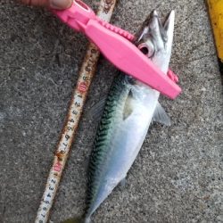 シーバスの外道?