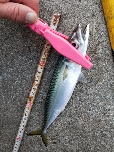 シーバスの外道?