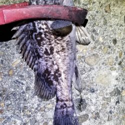 新リールで出撃