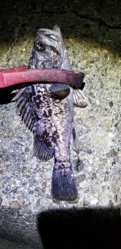 新リールで出撃