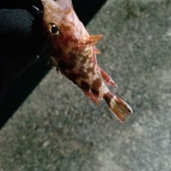 今季初アジング　成功！