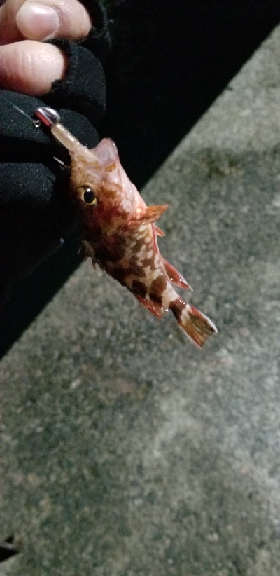 今季初アジング　成功！