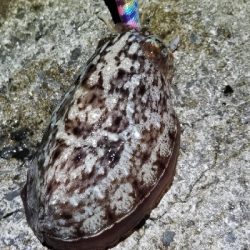 今年最後のエギング