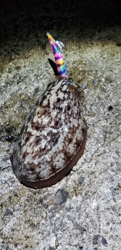 今年最後のエギング