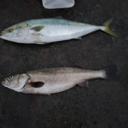 泳がせにてシーバス