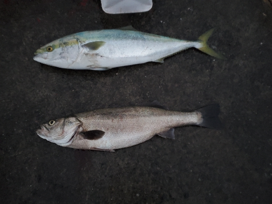 泳がせにてシーバス