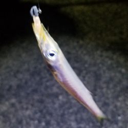 ワームフィッシング