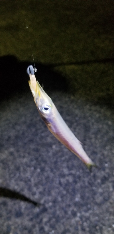 ワームフィッシング