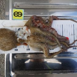 まるさ丸でタコ釣り