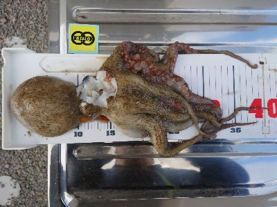 まるさ丸でタコ釣り