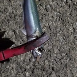 新ロッドで尺アジGET