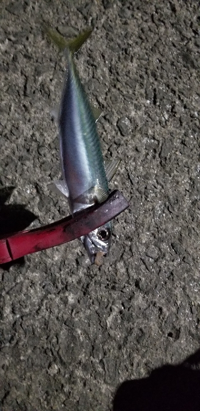 新ロッドで尺アジGET