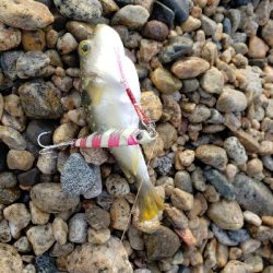 比較的暖かい日