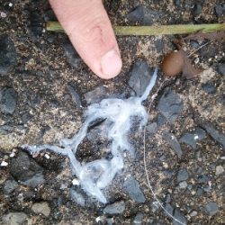 雪降る前に滑り込みサゴシ