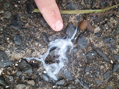 雪降る前に滑り込みサゴシ