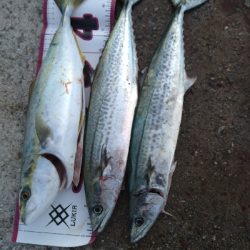 3連ボウズからの当たり日