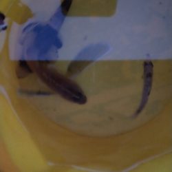 見たことない魚