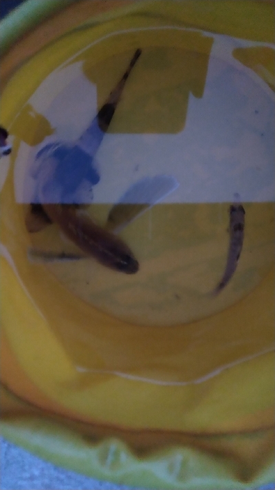 見たことない魚