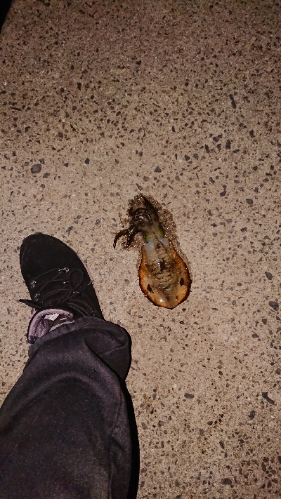 初冬期チャレンジ