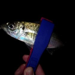 おそらく釣り納め