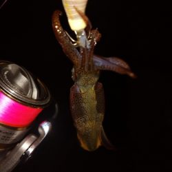 激シブヒイカゲーム